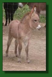 The Elms Mr. Pinkerton