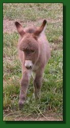 The Elms Sweet N Tangy