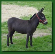 Merry-Go-Round's Porscha - Lot #4