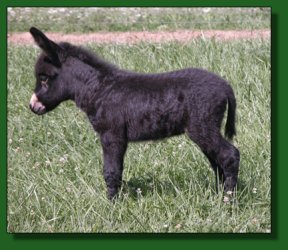 The Elms Twist of Fate