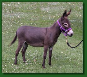 Lot #28 ~ The Elms Vienna Serenade