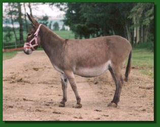 Substitution - Lot #2 ~ Perfection's Acentina