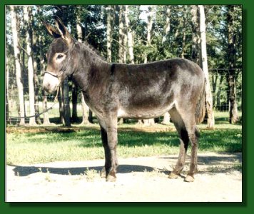 Lot #51 ~ Perfections All Jetted Up