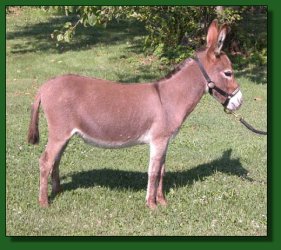 Lot #42 ~ The Elms Red Alyssum