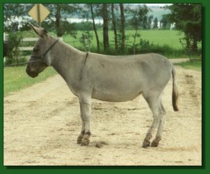 Substitution - Lot #58 ~ Perfection's Apple Pie