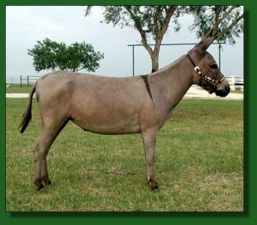 Arrow Creek Princess - Lot #18