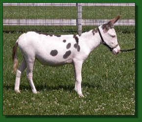 Lot #34 ~ MGF Berry Beret