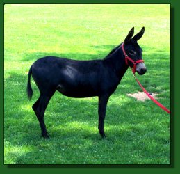 Lot #48 ~ Merry-Go-Round's Bewitched