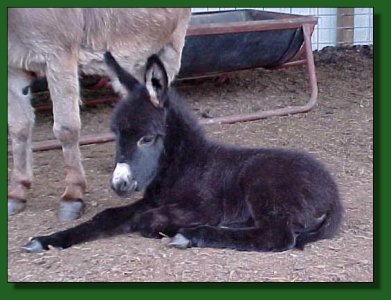 Big River Black Lightning, black jennet foal ~ Lot #68