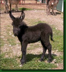 The Elms Black Pepper