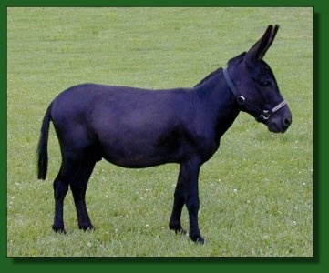 EA Dr. Chaboom - black miniature donkey herd sire