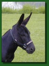 EA Dr. Chaboom - black miniature donkey herd sire