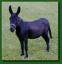 EA Dr. Chaboom - black miniature donkey herd sire