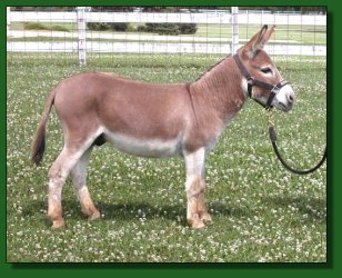 Lot #4 ~ MGF Cherries Beau