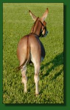 758's DiDi, dark sorrel/red miniature donkey herd sire