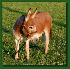 758's DiDi, dark sorrel/red miniature donkey herd sire