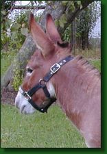 The Elms Eric The Red, dark sorrel miniature donkey herd sir