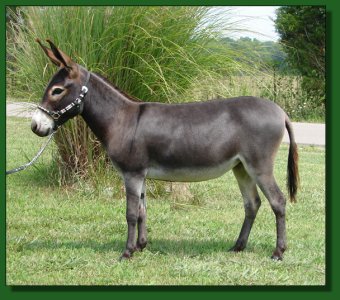 HHAA Fat Bottom Girl ~ Lot #5