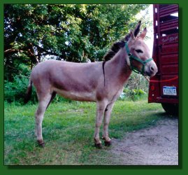 Lot #6 ~ Feather Ridge's Bell