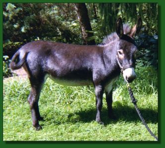 Feather Ridge's Olga ~ Lot #23