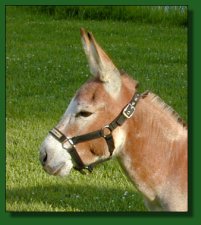 MGF Fiftyfire, sorrel miniature donkey jack 