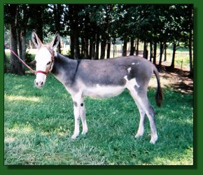 Lot #47 ~ Gardner's Madeira B.