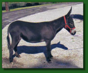 Gardner's Petawa ~ Lot #36