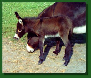 Lot #36 ~ Heavenly Independence