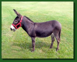 Lot # 32 ~ Heavenly Independence