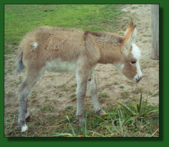 Heavenly Nina & Heavenly Junebug ~ Lot #63