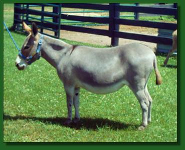 Heavenly Nina ~ Lot #63