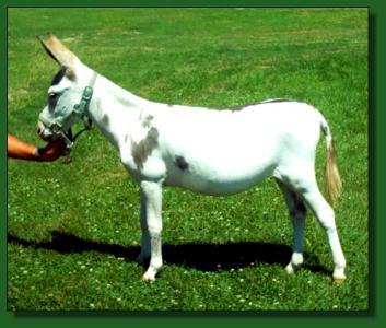 Heavenly Poppy ~ Lot #17