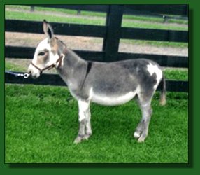 Lot #38 ~ Heavenly Sable