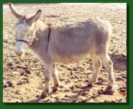 Heavenly Skylar - Lot #39