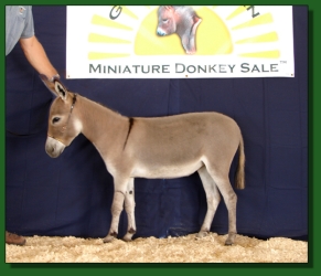 Lot # 49 ~ Heiken's Ark Mira C