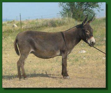 Heiken's Ark Vicki ~ Lot #61