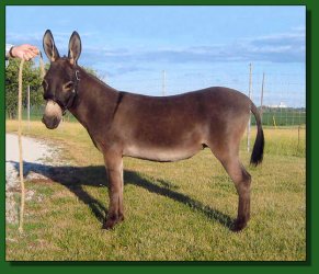 Lot #8 ~ LER Knite-N-Gail