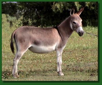 LN Berry Red ~ Lot #60