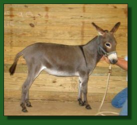 Lot#24 ~ Long Run A Star is Born