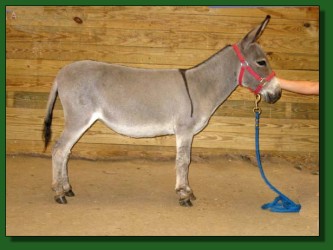 Lot #35 ~ Long Run Almost Famous