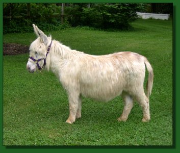 MGF Bright Passion Flower 437 ~ Lot #37