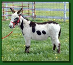 MGF Primero - Lot # 45