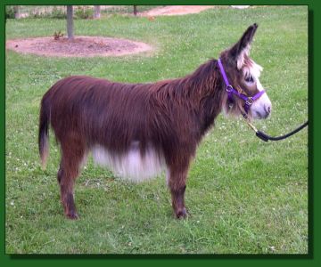 MGF Tequila Sunrise 535 ~ Lot #11