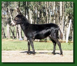 Lot #2 ~ Perfection's Me Oh My