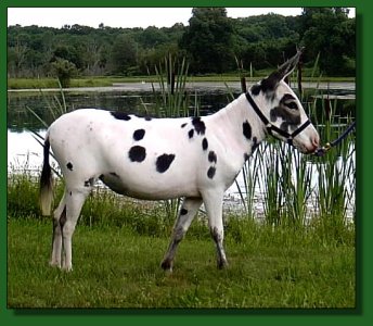 KZ Mena Mime ~ Lot #20