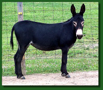 Merry-Go-Round's Black Olive ~ Lot #54