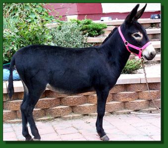 Merry-Go-Round's Girlfriend ~ Lot #10