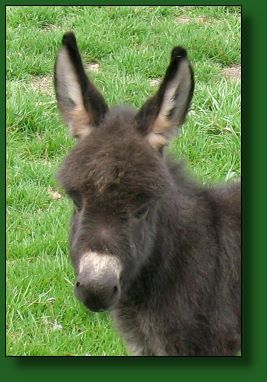 The Elms Mr. Minibrays