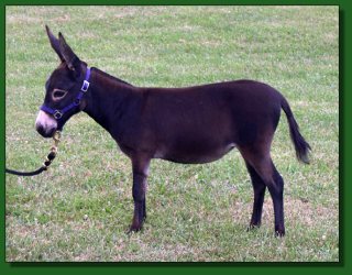 Lot # 16 ~ Sunset Acres Mystic Myryha