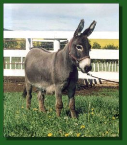 Lot #25 ~ Perfection's Nikita